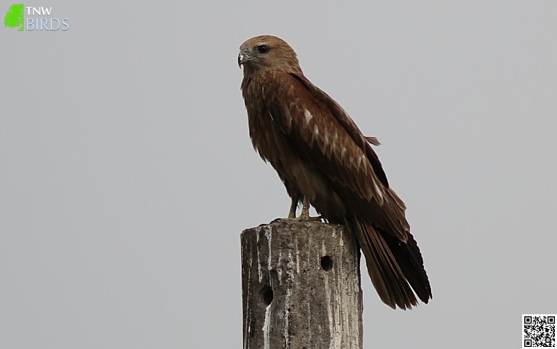 Black-eared Kite